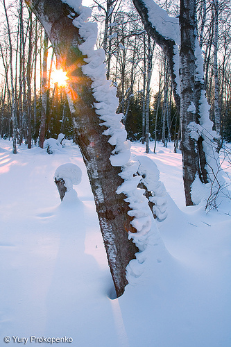Winter Sun by -yury-